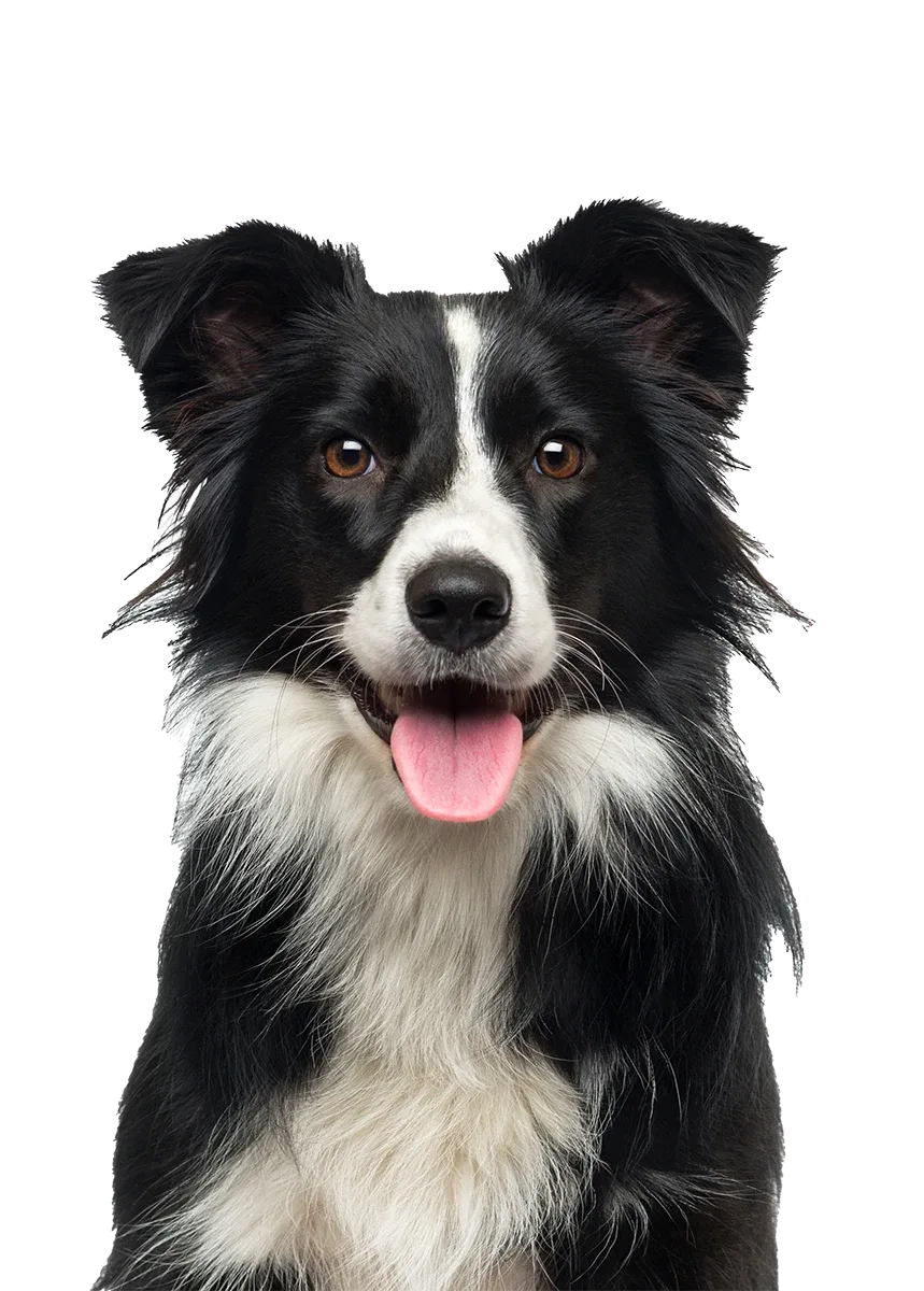 Border Collie schaut hinter den Angeboten der Woche hervor