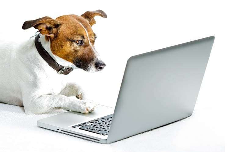 Hund liegt vor Laptop arbeitet