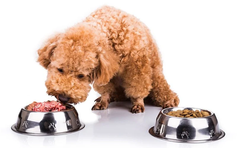 barfen fressender Hund Hund mit zwei Näpfen Barf und Trockenfutter