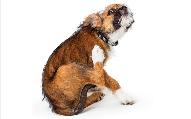 barfen kratzender Hund ein brauner Hund der sich kratz