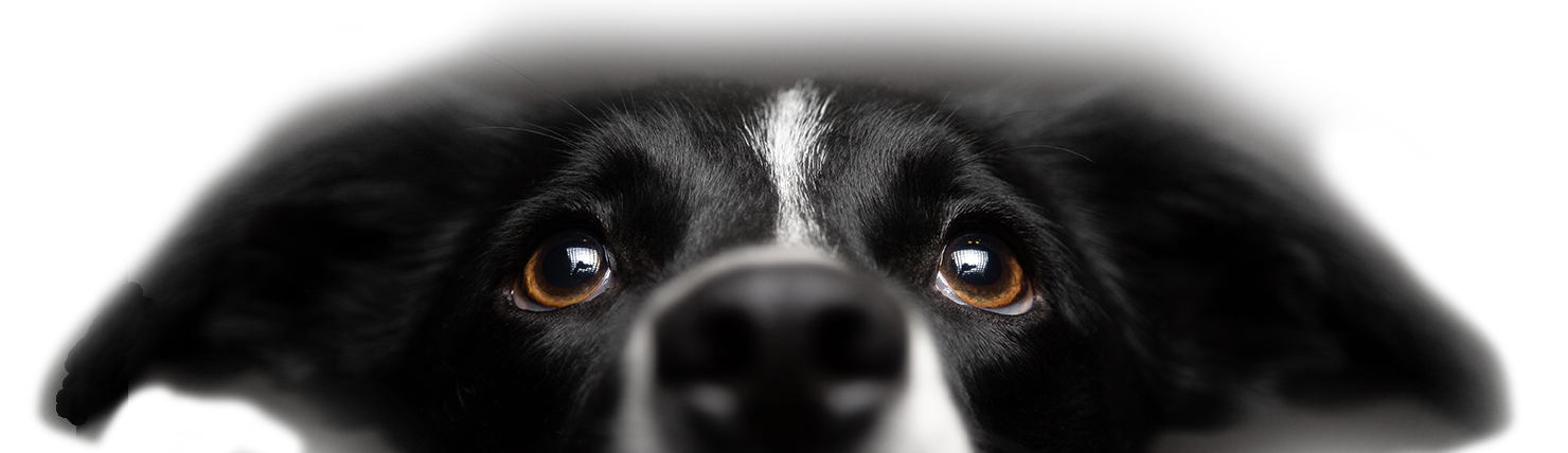 Hund mit Barfexpress Rohfutter