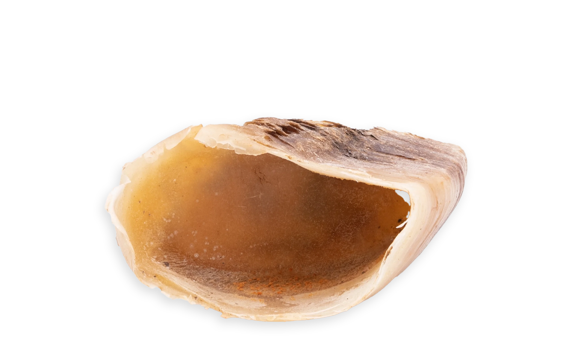 Rinderhufe